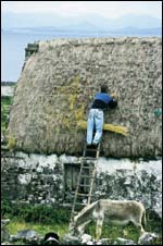 The Gael Saoire